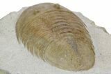 Huge, Fossil Pseudobasilicus planus Trilobite - Russia #360297-4